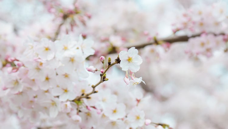 spring flower event