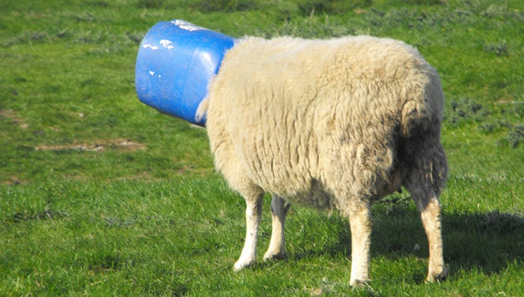 sheep with a bucket on its head